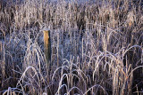Frosty Grasses 20033