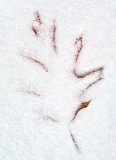 Snow Covered Leaf DSCF03702