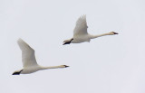 Swans In Flight 21980