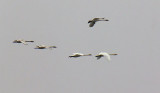 Swans In Flight 21984