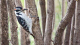 Woodpecker In The Bush 26401