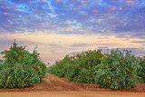 San Joaquin Valley Orange Grove 23495