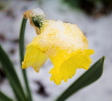 Snowy Daffodil 23409