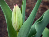 Budding Tulip 00054