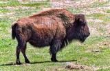 Bison 20120428