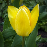 Yellow Tulip 20120430