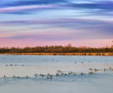 Geese Flotilla At Sunrise 00245,7