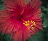 Hibiscus 00117