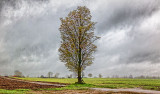 Lone Tree In Rain 00238-9
