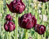 Tulip Festival 2012 (00433)