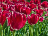 Tulip Festival 2012 (00421)