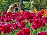 Tulip Festival 2012 (00419)