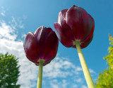 Tulips In The Sky 20120518
