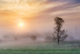 Lone Tree In Foggy Sunrise 23801