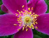 Purple Flower 00590