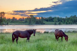 Two Horses At Sunrise 20120606