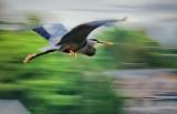 Heron In Flight 24271