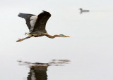 Heron In Foggy Flight 24432