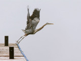 Heron Taking Flight 24426