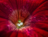 Petunia Closeup 01166