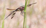 Dragonfly 27036