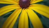 Half A Black-eyed Susan 20120625