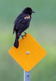 Red-winged Blackbird 26935