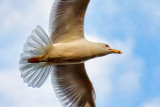 Gull Overhead 25097