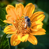 Bee On A Yellow Flower 20120706