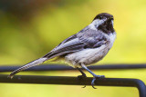 Black-capped Chickadee 20120716