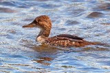 Juvenile Merganser 27670