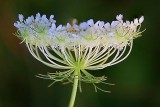 Queen Anne's Lace 25319-21