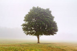Lone Tree In Fog 25588