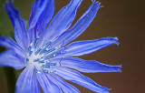 Blue Wildflower 20120810