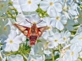 Moth On White Phlox 01531