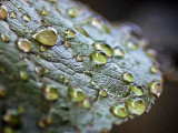 Wet Leaf 27716