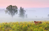 Misty Morning 20120815