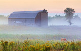 Barn In Mist 25817