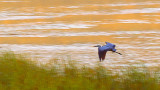 Heron Over Loon Lake 26235