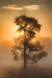 Tree In Foggy Sunrise 26820-1