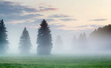 Pines In Fog 26782-3