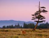 Llama Near Curved Tree at Dusk