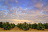 San Joaquin Valley Orange Grove 20051211