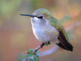 Hummingbird 77846