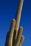 Saguaro Cactus 78337