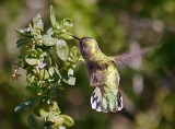 Hummingbird 78361