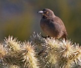 Curve-billed Thrasher 78330