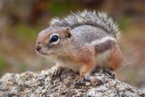 Harriss Antelope Squirrel 79257