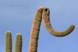 Elephant Saguaro 79825