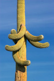 Droopy Saguaro 20080112